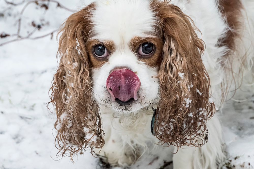 Issaquah-Washington State Cavalier King Charles Spaniel-playing outside on a snowy day art print by Janet Horton for $57.95 CAD