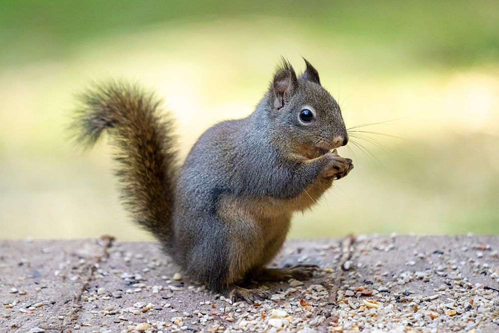 Issaquah-Washington State Douglas squirrel eating a peanut art print by Janet Horton for $57.95 CAD