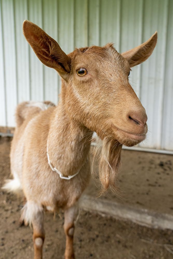 Issaquah-Washington State Portrait of a female golden guernsey next to a white metal barn (PR) art print by Janet Horton for $57.95 CAD