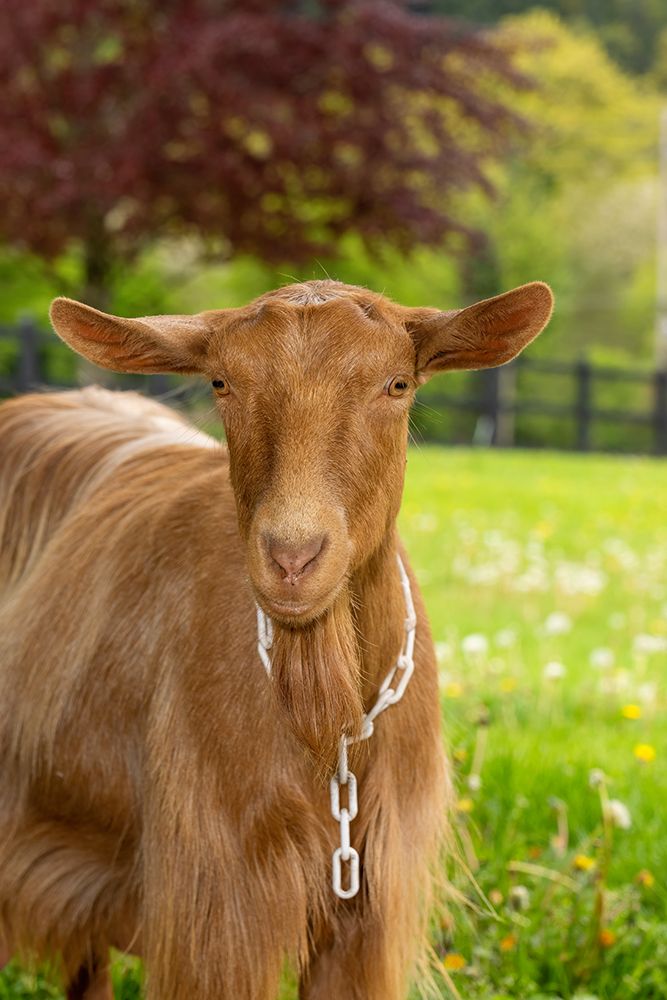 Issaquah-Washington State Portrait of a female golden guernsey with a meadow behind her (PR) art print by Janet Horton for $57.95 CAD
