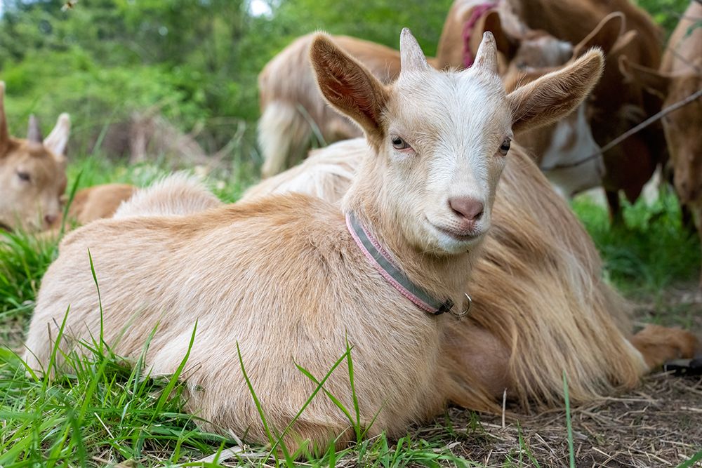 Issaquah-Washington State Herd of rare breed of does and baby golden guernsey goats (PR) art print by Janet Horton for $57.95 CAD