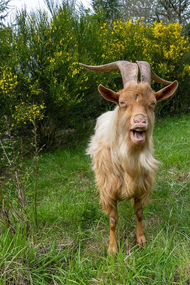 Issaquah-Washington State A rare heritage breed-golden guernsey billy goat (PR) art print by Janet Horton for $57.95 CAD