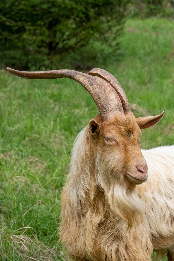 Issaquah-Washington State Close-up portrait of a rare heritage breed-golden guernsey billy goat art print by Janet Horton for $57.95 CAD