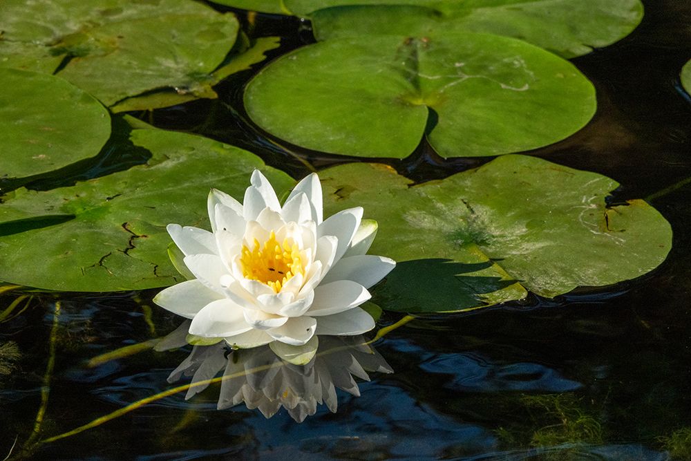 Issaquah-Washington State Fragrant water lily-considered a Class C noxious weed in this area art print by Janet Horton for $57.95 CAD