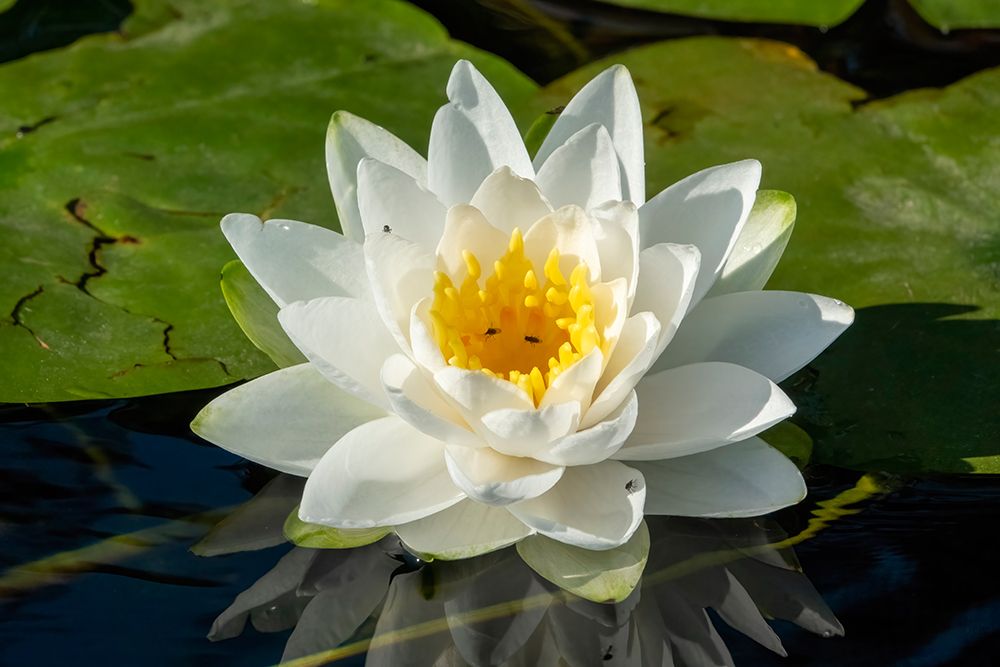 Issaquah-Washington State Fragrant water lily-considered a Class C noxious weed in this area art print by Janet Horton for $57.95 CAD