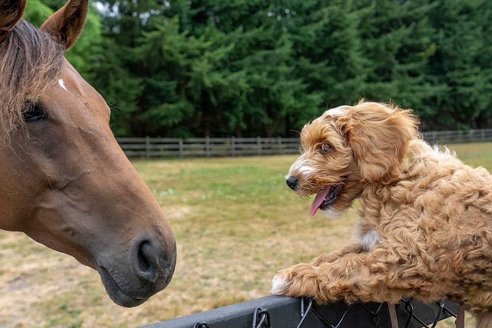 Issaquah-Washington State-USA 3-month old Aussiedoodle puppy being lifted up to greet a horse art print by Janet Horton for $57.95 CAD