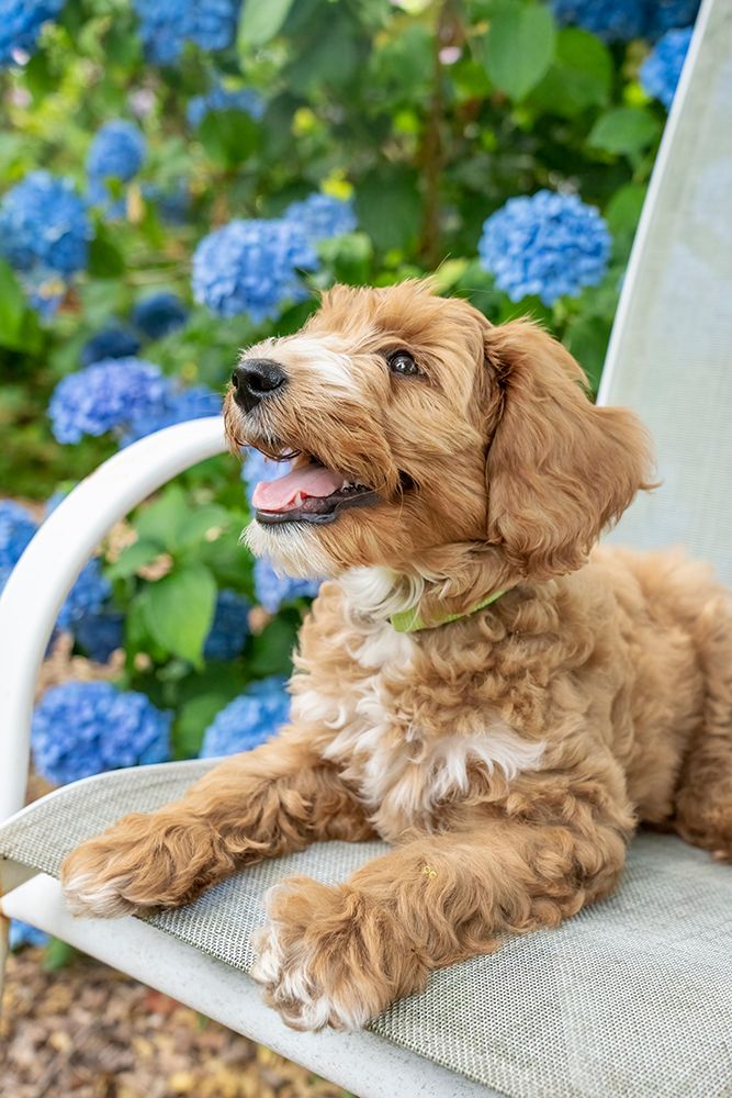 Issaquah-Washington State-USA 3-month old Aussiedoodle puppy reclining on a patio chair art print by Janet Horton for $57.95 CAD