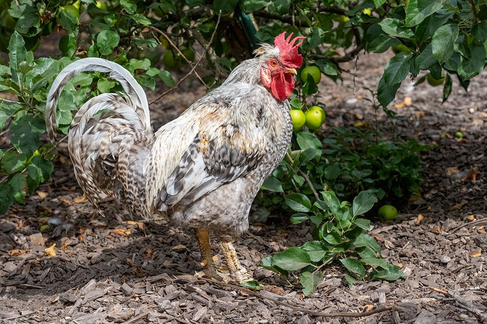 Port Townsend-Washington State-USA Free-ranging Plymouth Barred Rock rooster art print by Janet Horton for $57.95 CAD