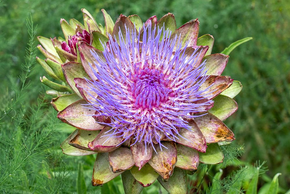 Bellevue, Washington State, USA. Artichoke flower head. art print by Janet Horton for $57.95 CAD