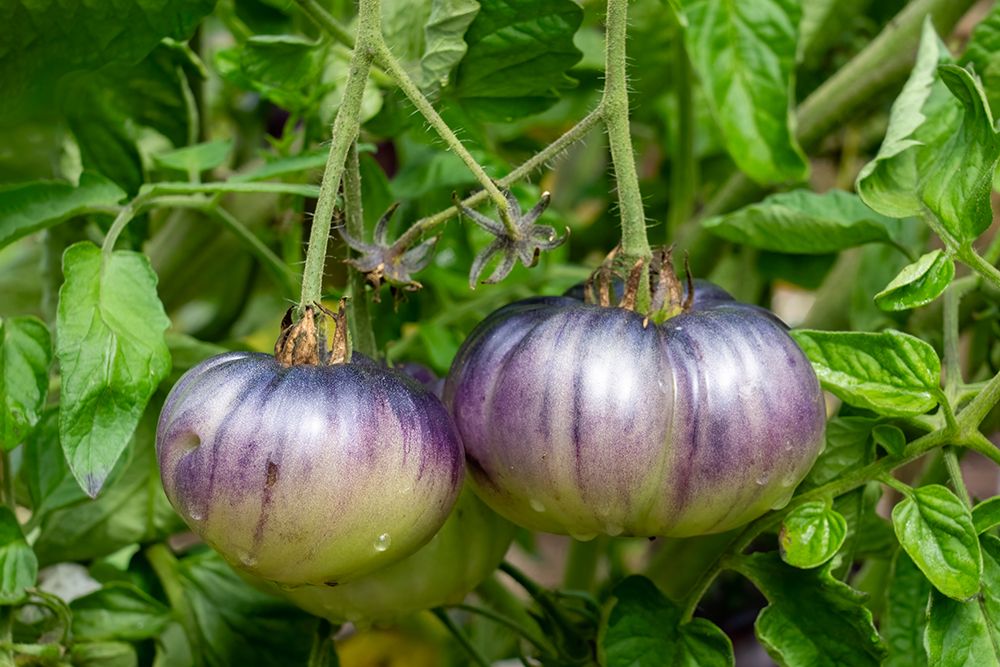 Bellevue, Washington State, USA. Blue Beauty tomatoes on the vine. art print by Janet Horton for $57.95 CAD