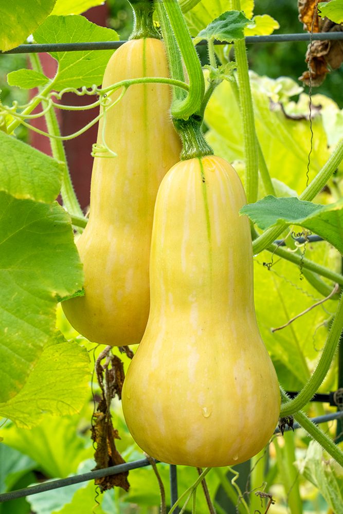 Bellevue, Washington State, USA. Butternut squash on the vine. art print by Janet Horton for $57.95 CAD