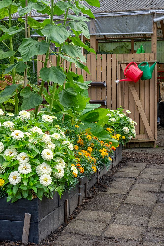 Bellevue, Washington State, USA. Dahlias, marigolds and sunflowers growing in a raised bed. art print by Janet Horton for $57.95 CAD