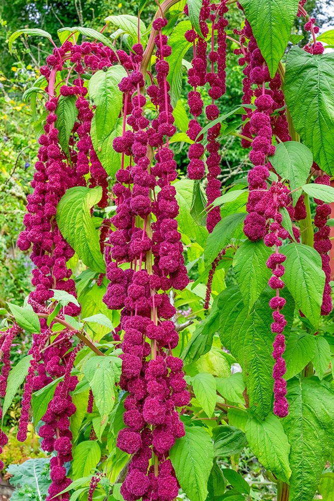 Bellevue, Washington State, USA. Decorative amaranth plant in bloom. art print by Janet Horton for $57.95 CAD