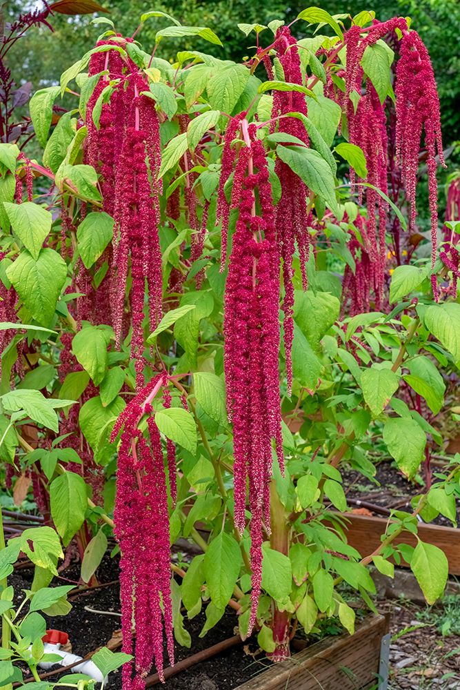 Bellevue, Washington State, USA. Decorative amaranth plant in bloom. art print by Janet Horton for $57.95 CAD