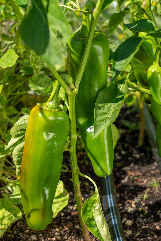 Issaquah, Washington State, USA. Anaheim pepper on the vine. art print by Janet Horton for $57.95 CAD