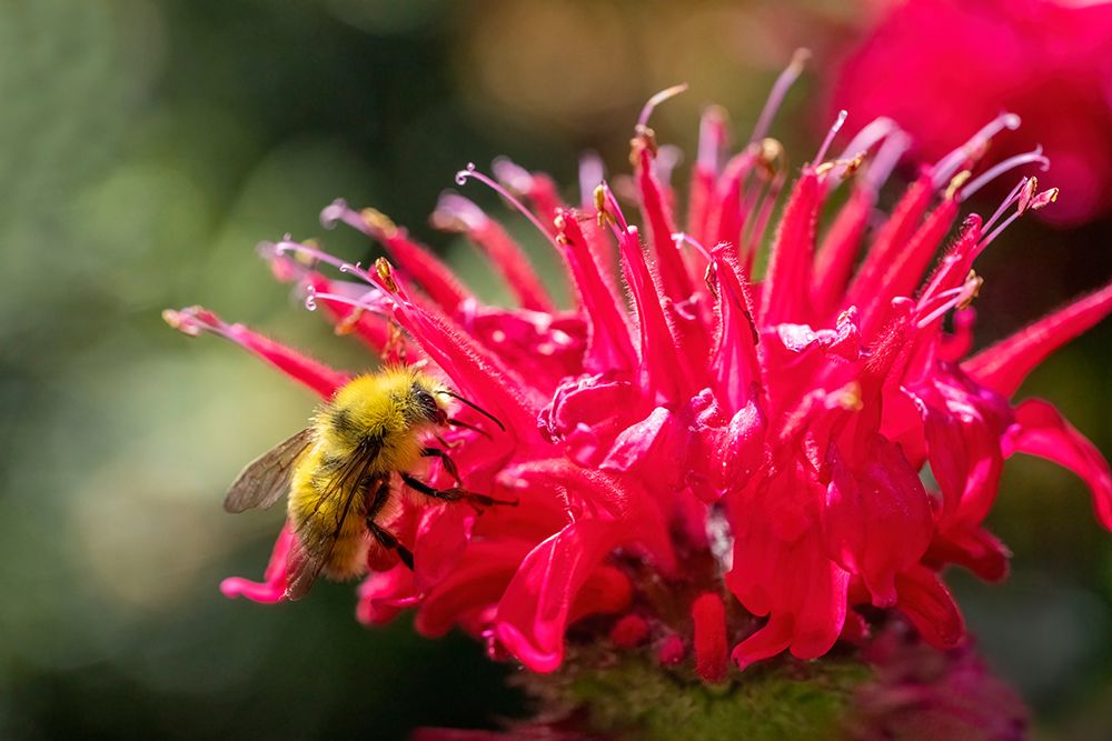 Issaquah, Washington State, USA. Bee Balm flower blossom being pollinated by a bumblebee art print by Janet Horton for $57.95 CAD