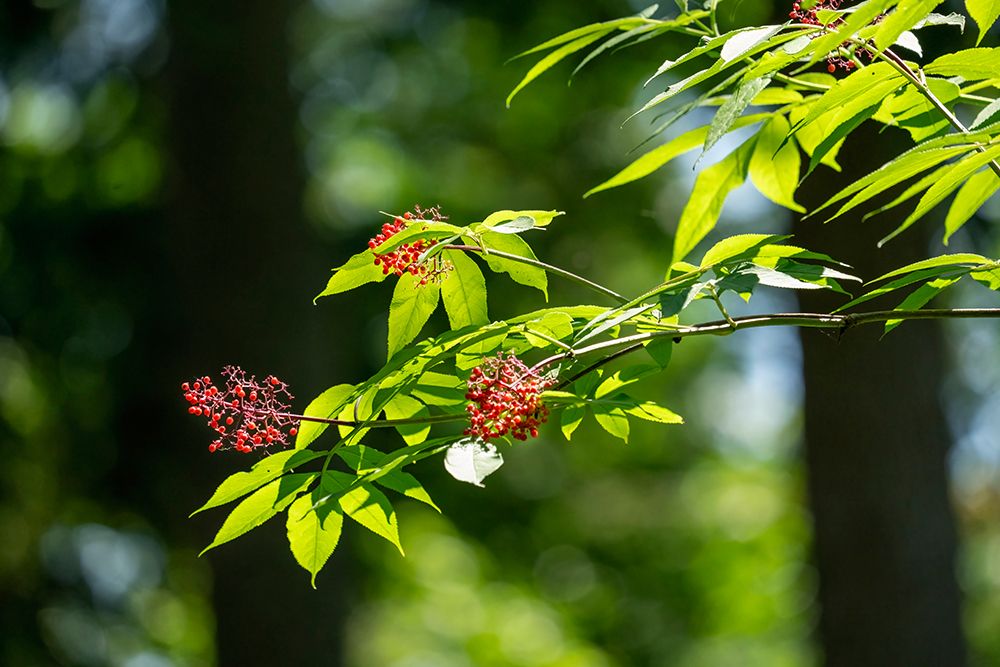 Issaquah, Washington State, USA. Branch of a Red Elderberry tree with half-eaten berries. art print by Janet Horton for $57.95 CAD