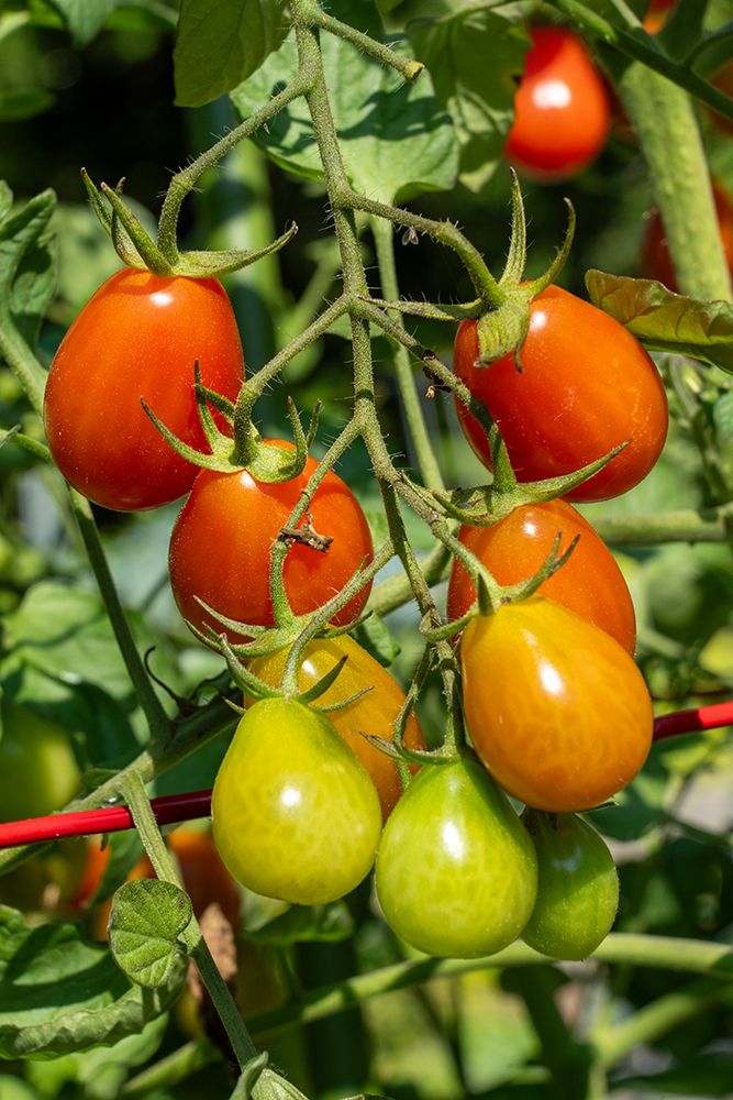 Issaquah, Washington State, USA. Cherry Roma tomatoes on the vine in various stages of ripeness. art print by Janet Horton for $57.95 CAD