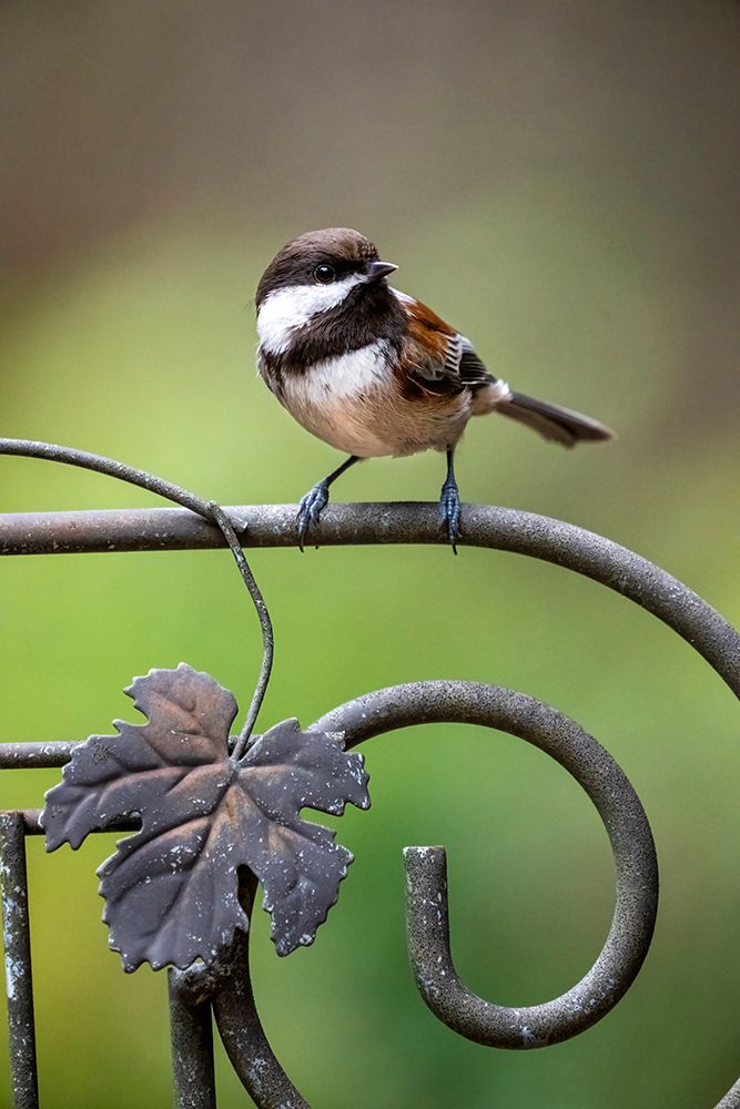 Issaquah, Washington State, USA. Chestnut-backed chickadee perched on a decorative metal trellis art print by Janet Horton for $57.95 CAD