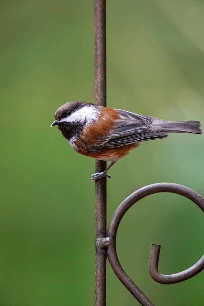 Issaquah, Washington State, USA. Chestnut-backed chickadee perched on a decorative metal trellis art print by Janet Horton for $57.95 CAD