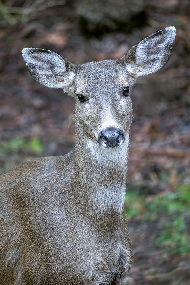 Issaquah, Washington State. Close-up of a black-tailed deer doe standing in a yard next to a forest art print by Janet Horton for $57.95 CAD