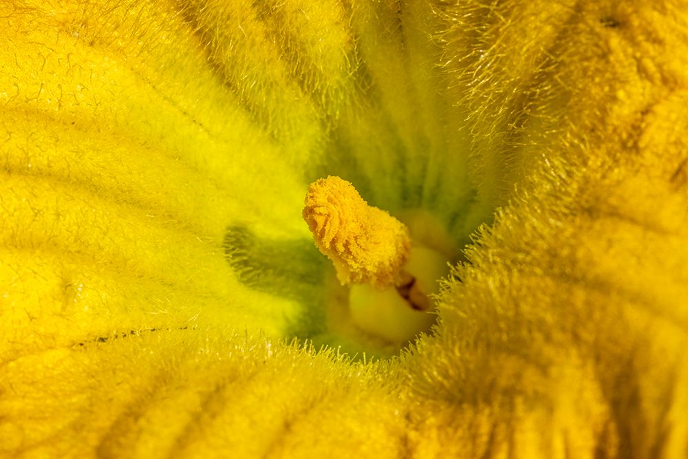Issaquah, Washington State, USA. Close-up of a butternut squash blossom. art print by Janet Horton for $57.95 CAD