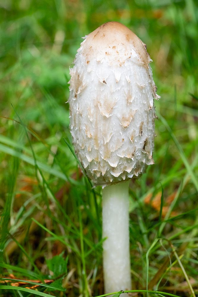 Issaquah, Washington State, USA. Close-up of a shaggy mane edible mushroom growing on a lawn. art print by Janet Horton for $57.95 CAD