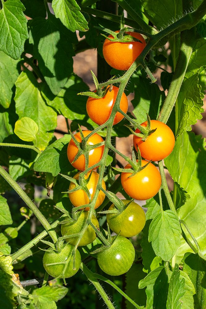Issaquah, Washington State, USA. Close-up of sungold tomatoes at various stages of ripeness. art print by Janet Horton for $57.95 CAD