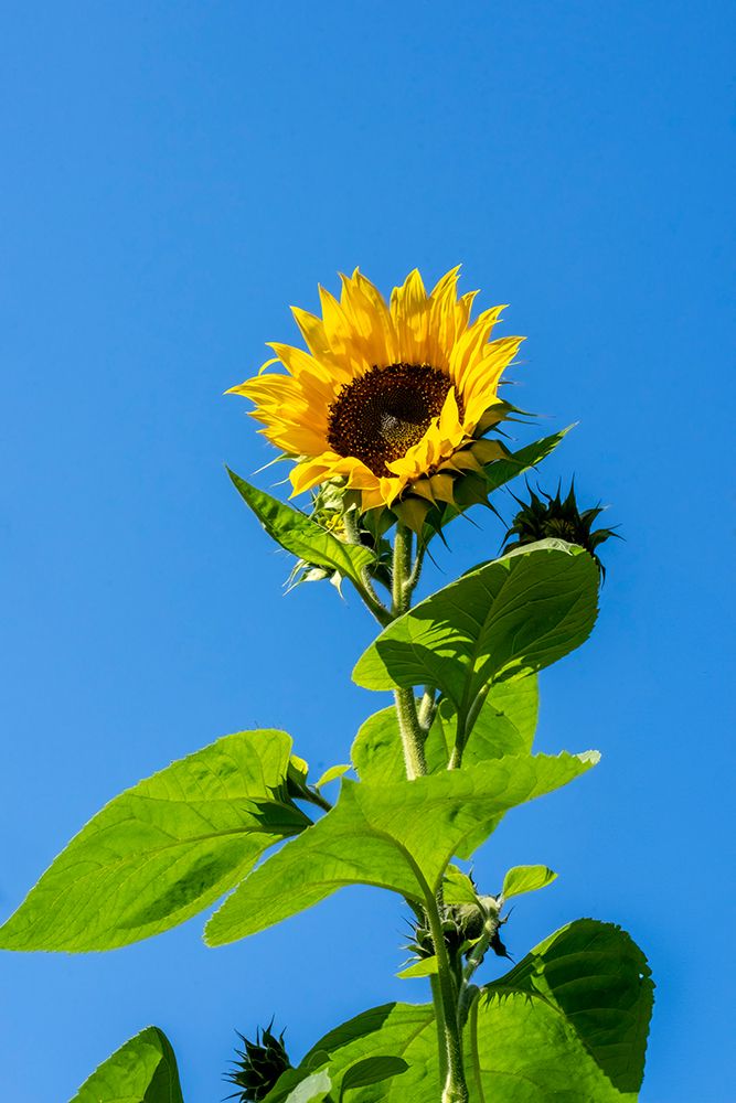 Issaquah, Washington State, USA. Common sunflower against a blue sky. art print by Janet Horton for $57.95 CAD
