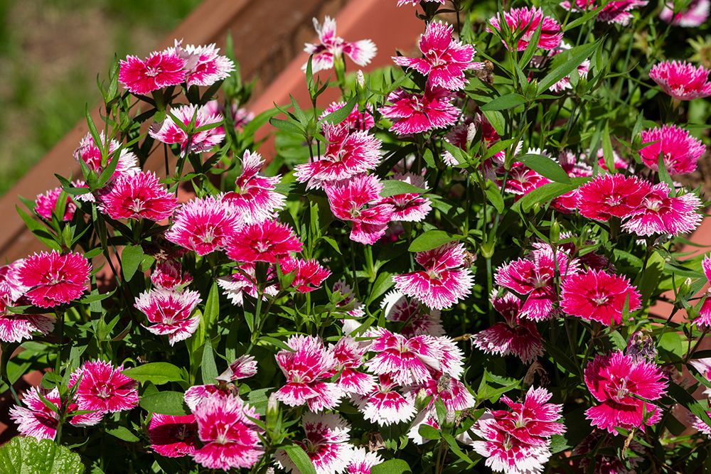 Issaquah, Washington State, USA. Dianthus Floral Lace Picotee flowers in bloom. art print by Janet Horton for $57.95 CAD