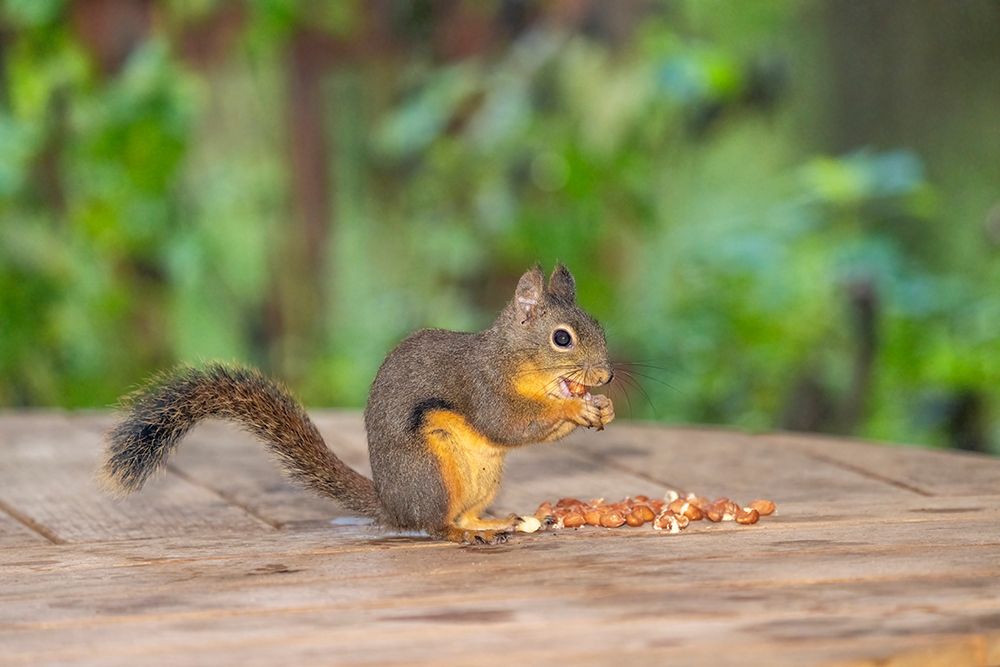 Issaquah, Washington State, USA. Douglas squirrel eating peanuts off of a wooden patio table art print by Janet Horton for $57.95 CAD