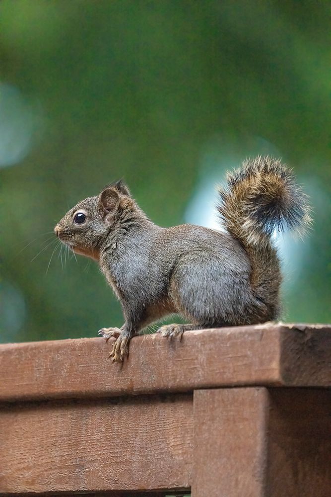 Issaquah, Washington State, USA. Douglas squirrel perched on a cedar wood railing on a deck art print by Janet Horton for $57.95 CAD