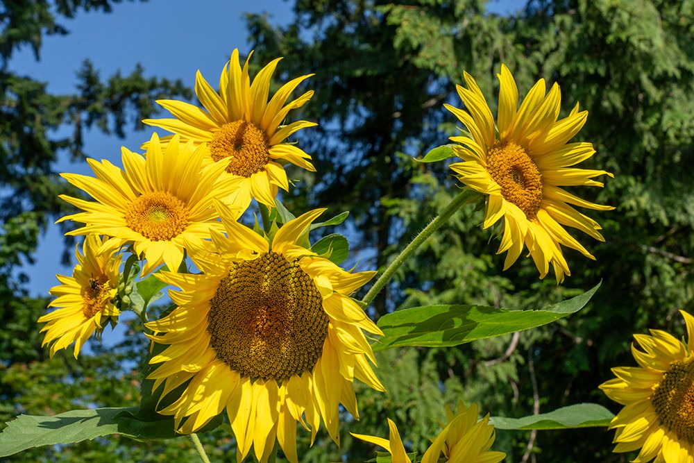 Issaquah, Washington State, USA. Dwarf sunflowers art print by Janet Horton for $57.95 CAD