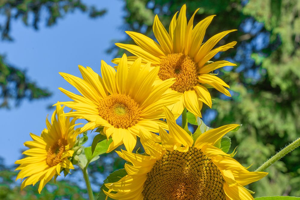 Issaquah, Washington State, USA. Dwarf sunflowers art print by Janet Horton for $57.95 CAD