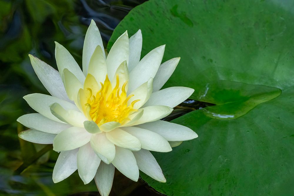 Issaquah, Washington State, USA. Fragrant water lily, considered a Class C noxious weed in area. art print by Janet Horton for $57.95 CAD