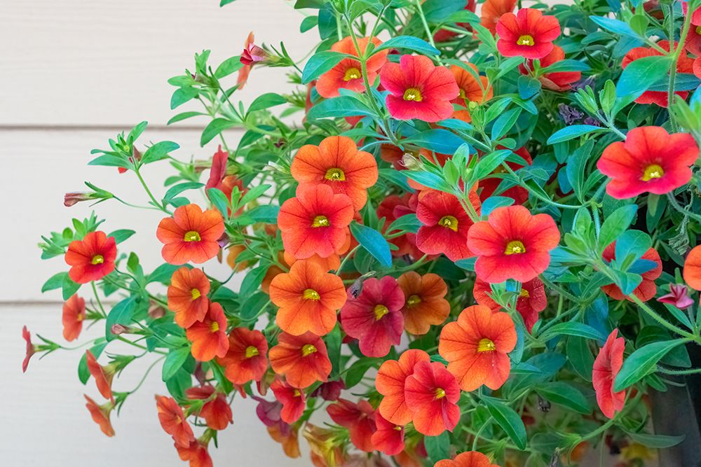 Issaquah, Washington State, USA. Hanging planter of Calibrachoa. Annual or perennial. art print by Janet Horton for $57.95 CAD