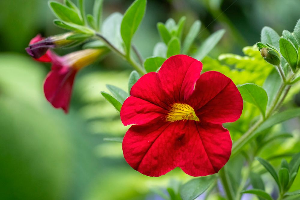 Issaquah, Washington State, USA. Million Bells or Trailing Petunia or Calibrachoa. art print by Janet Horton for $57.95 CAD