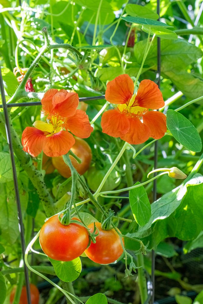 Issaquah, Washington, USA. Nasturtium flowers growing as companion plants for sungold tomatoes. art print by Janet Horton for $57.95 CAD