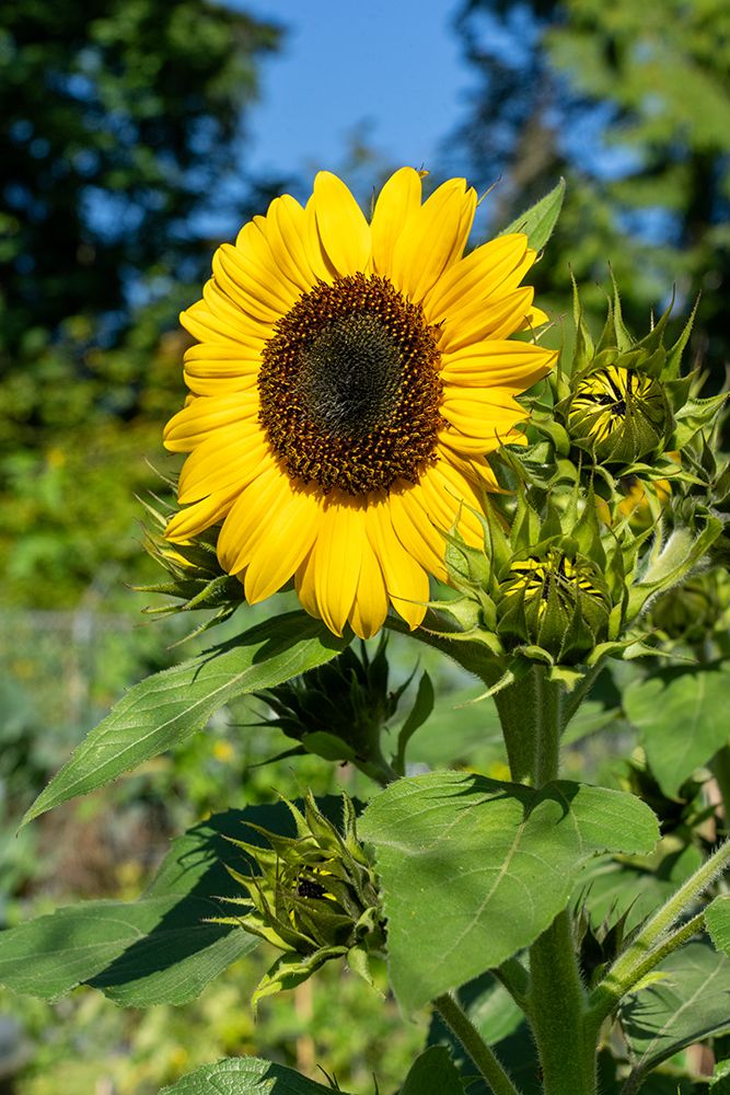 Issaquah, Washington State, USA. One open dwarf sunflower and several buds in a garden. art print by Janet Horton for $57.95 CAD