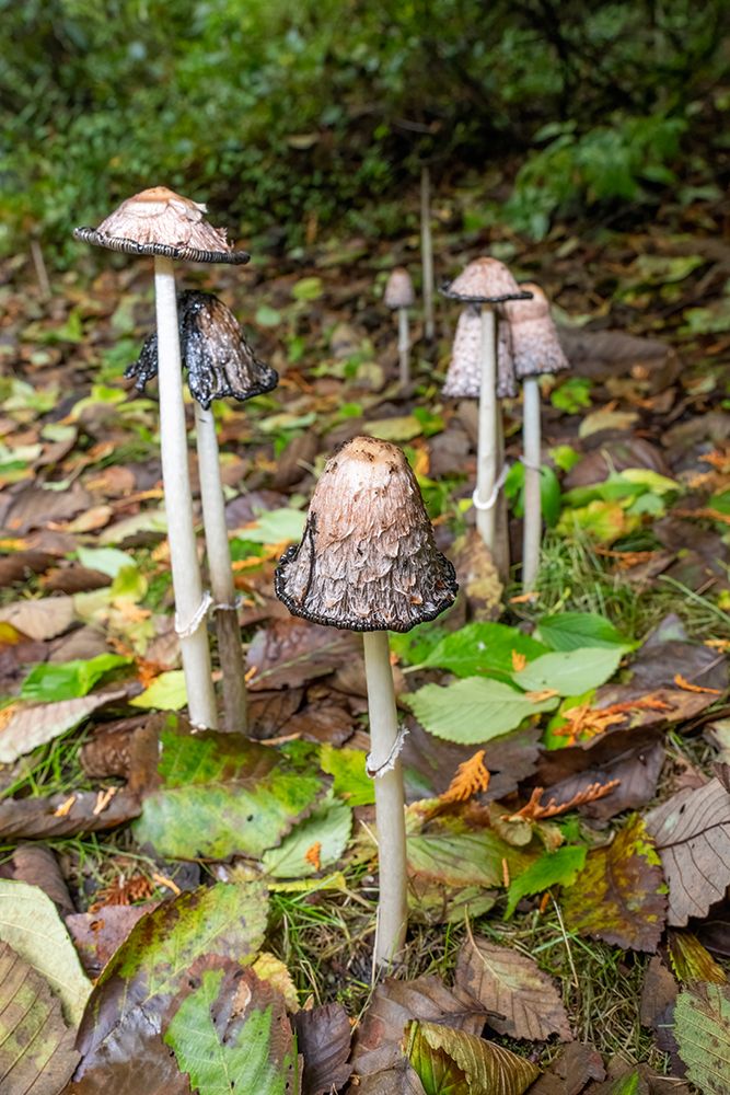Issaquah, Washington State, USA. Shaggy mane edible mushrooms growing on a lawn. art print by Janet Horton for $57.95 CAD