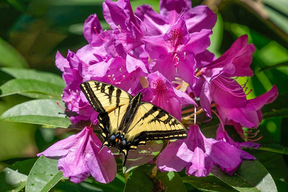 Issaquah, Washington, USA. Western tiger swallowtail butterfly on a Pacific Rhododendron in bloom. art print by Janet Horton for $57.95 CAD