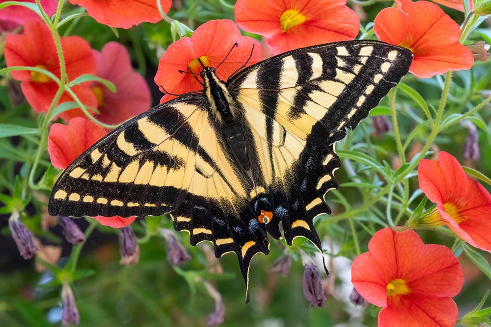 Issaquah, Washington State, USA. Western tiger swallowtail butterfly pollinating Million Bells. art print by Janet Horton for $57.95 CAD