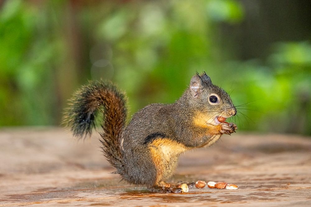 Issaquah, Washington State, USA. Wet Douglas squirrel stuffing multiple peanuts in its mouth art print by Janet Horton for $57.95 CAD
