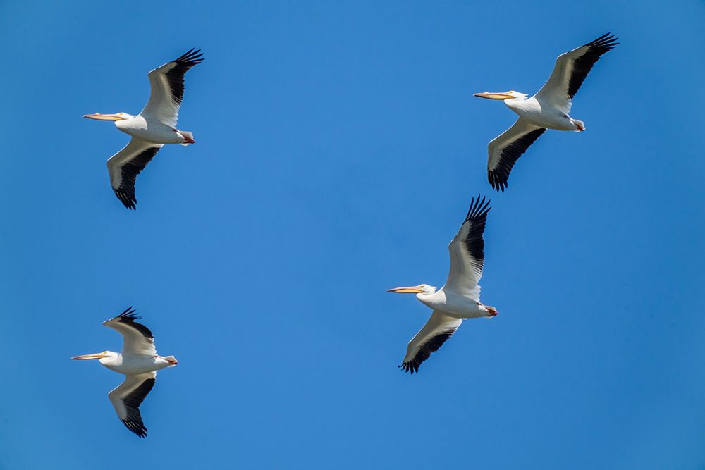 Ridgefield National Wildlife Refuge, Washington State. Flock of American white pelicans in flight art print by Janet Horton for $57.95 CAD