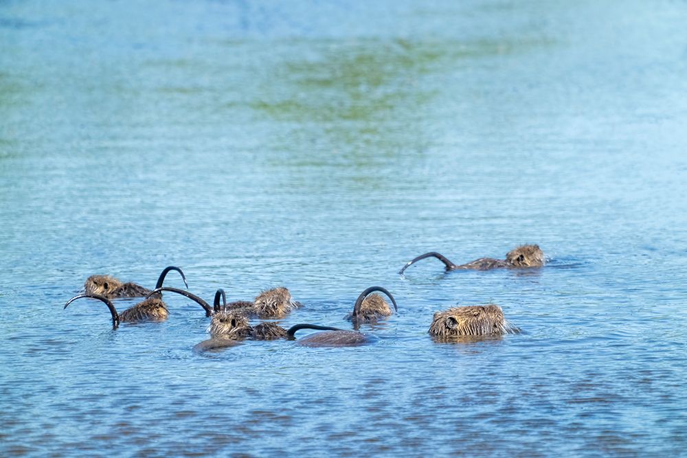 Ridgefield NWR, Ridgefield, Washington. Mother and baby nutria with raised tails, swimming in pond art print by Janet Horton for $57.95 CAD