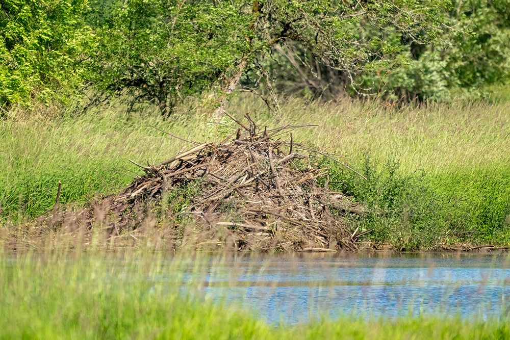 Ridgefield NWR, Ridgefield, Washington. North American Beaver lodge in a pond art print by Janet Horton for $57.95 CAD