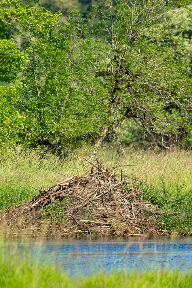 Ridgefield NWR, Ridgefield, Washington. North American Beaver lodge in a pond art print by Janet Horton for $57.95 CAD