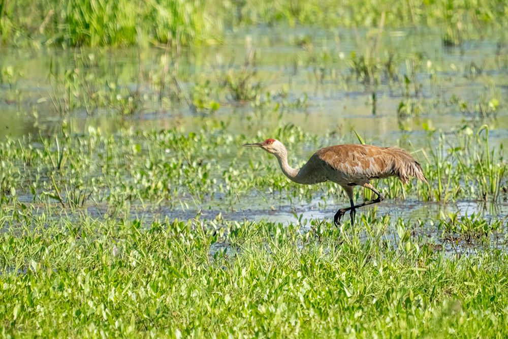 Ridgefield National Wildlife Refuge, Ridgefield, Washington, USA. Sandhill Crane walking in a marsh art print by Janet Horton for $57.95 CAD