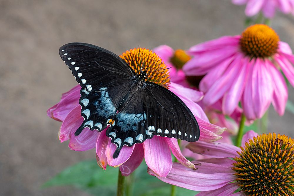 Woodland Park Zoo, Seattle, Washington. Spicebush butterfly on Coneflower Magnus flowers. art print by Janet Horton for $57.95 CAD