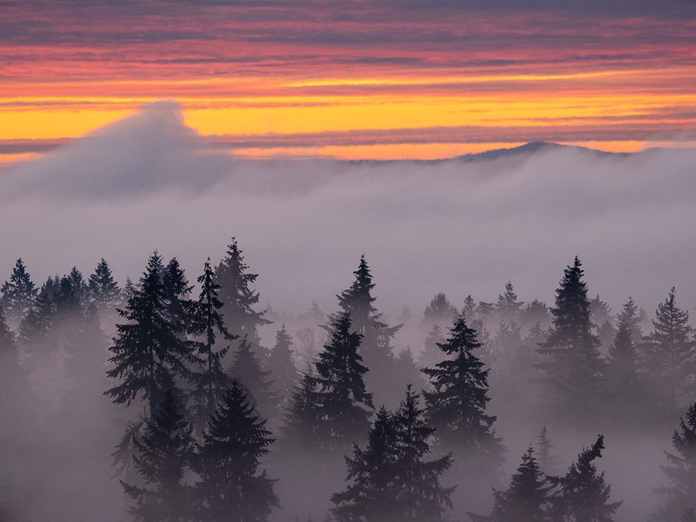 Usa-Washington State-Bellevue. Douglas Fir trees in swirling clouds at sunset art print by Merrill Images for $57.95 CAD